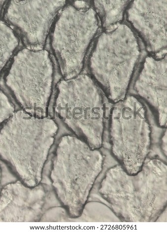 Microscopic Pattern of Fish Scale Growth Rings and Radial Grooves