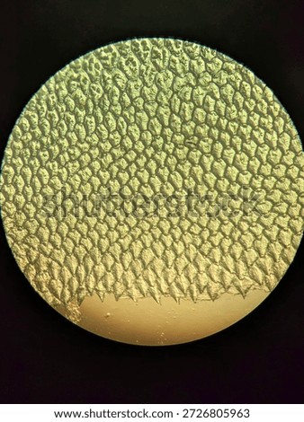 Microscopic Pattern of Fish Scale Growth Rings and Radial Grooves