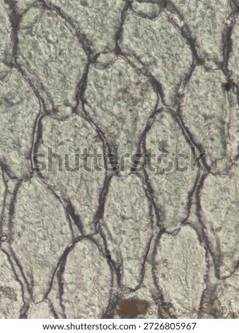Microscopic Pattern of Fish Scale Growth Rings and Radial Grooves
