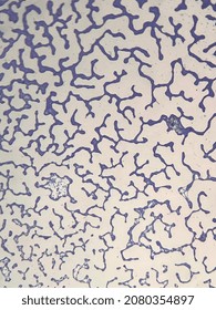 Microscopic Photo Of Gram Positive Bacteria On Slide