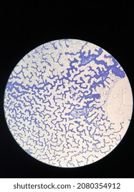 Microscopic Photo Of Gram Positive Bacteria On Slide