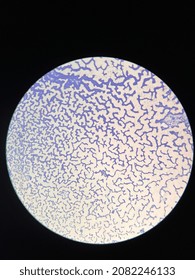 Microscopic Photo Of Gram Positive Bacteria On Slide