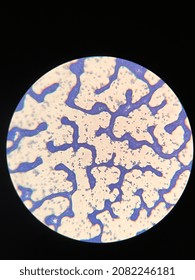 Microscopic Photo Of Gram Positive Bacteria On Slide