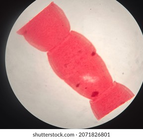 Microscopic Photo Of Tape Worm Segments