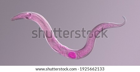 
Microscopic photograph of a nematode colored under a phase contrast microscope