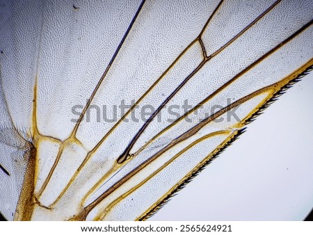 Microscopic picture of fly wing.