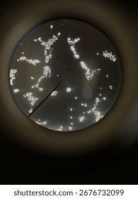 Microscopic picture of a histologic specimen