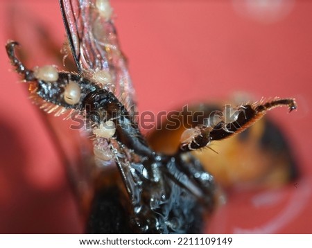 Microscopic pollen mites Chaetodactylus krombeini crawling on the body of a dead honey bee. 