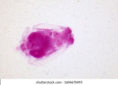 323 Rotifers Stock Photos, Images & Photography | Shutterstock