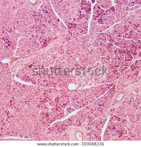 microscopic section of liver tissue