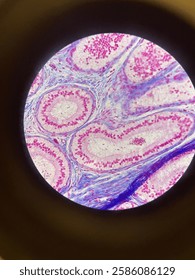 Microscopic View of Cells and Their Structure