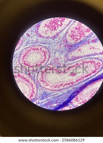 Microscopic View of Cells and Their Structure