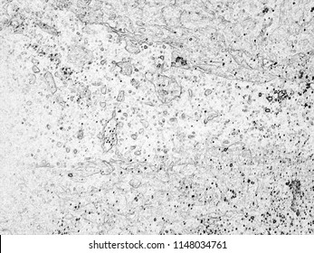 Microscopic View Curd Seen Microscope Lactobacillus Stock Photo ...