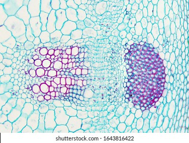 Microscopic view of   dicotyledon stem -cross section. Detail view of vascular tissue bundle,  phloem, cortex, xylem, epidermis.