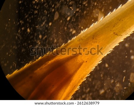 Microscopic view of malt seed internal structures and surface