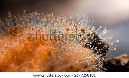 Microscopic view of mold growing on a rotten orange fruit, showing delicate filaments and droplets, highlighting the process of decay and fungal growth