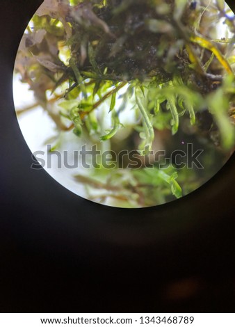 Microscopic View of Moss Leaf
