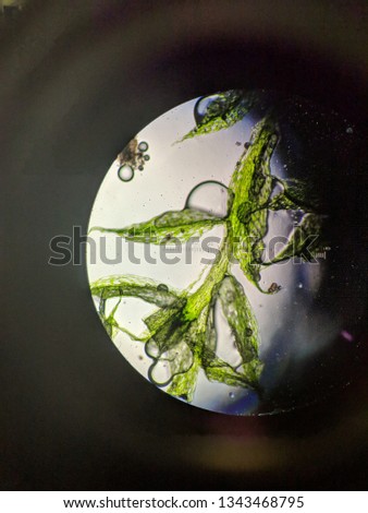 Microscopic View of Moss Leaf
