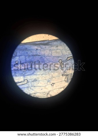 Microscopic view of plant cell structure, showing cell walls and nuclei under a light microscope, perfect for biology and science education.