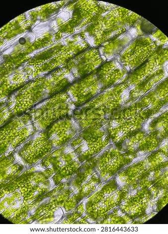 A microscopic view of plant cells, specifically Elodea cells, revealing highly visible structured cell walls, small green organelles called chloroplasts and large vacuoles.
