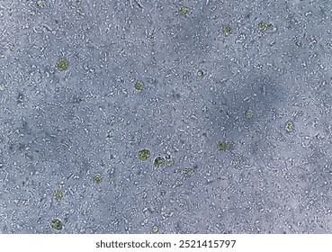 Microscopic view of stool sample showing Cyst of Entamoeba histolytica, Medical and health care concept