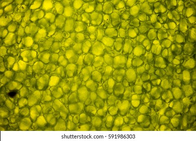 The Microscopic World. Leaf cells under microscope. micrograph, leaf under a microscope, organ-producing oxygen and carbon dioxide, the process of photosynthesis