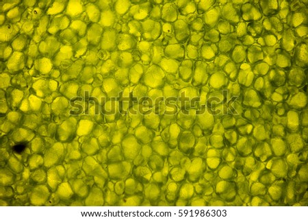 The Microscopic World. Leaf cells under microscope. micrograph, leaf under a microscope, organ-producing oxygen and carbon dioxide, the process of photosynthesis
