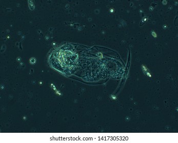 Microscopy Of A Drop Of Water In A Dark Field Rotifer