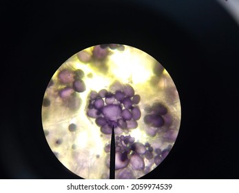 Microscopy Starch Granules Potato Stock Photo 2059974539 | Shutterstock