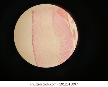 Microscropic View Of Areolar Connective Tissue