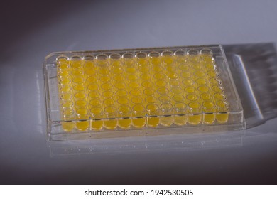 Microtiter plate with 96 wells, filled with samples to be tested in laboratory