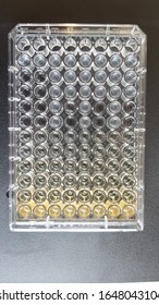 Microtiter plate used for antibiotic assay, filled