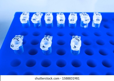 Microtubes 0.2 ml in blue rack. Sample of DNA amplified in PCR instrument. Labware