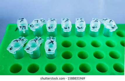 Microtubes 0.2 ml in green rack. Sample of DNA amplified in PCR instrument. Labware
