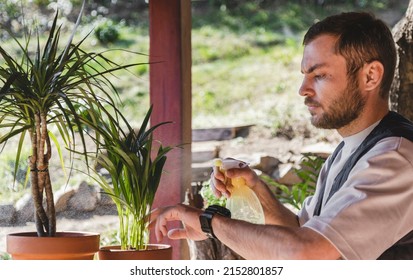 Mid Adult Bearded Man In Casual Clothing Watering Dracaena Houseplant.