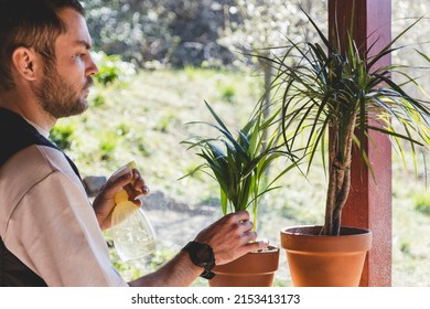 Mid Adult Bearded Man Watering Dracaena Houseplant.