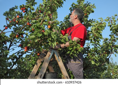 Mid Adult Farmer At Ladder Picking Apricot Fruit From Tree In Orchard