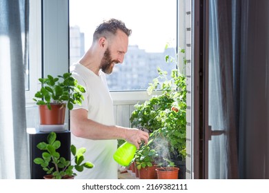 Mid adult man watering tomatoes on his city balcony garden - Nature and ecology hobby theme - Powered by Shutterstock