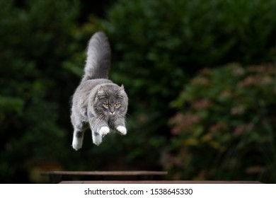 Mid Air Shot Of A Blue Tabby Maine Coon Cat With Fluffy Tail Jumping From One Table To Another Outdoors In The Back Yard