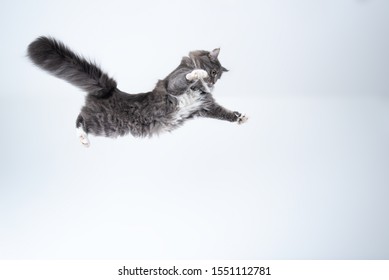 mid air studio shot of a young blue tabby maine coon cat with white spread paws jumping flying in front of background with copy space