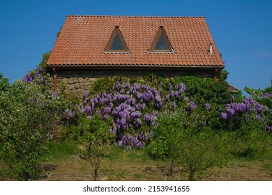 Mid Century Modern Bungalow House Exterior. House And Garden. Springtime Season. Summer Time. Plants Growing Outside House Against Sky. Brown Tile Roof. Side Wive.