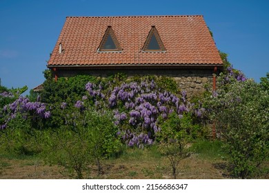 Mid Century Modern Bungalow House Exterior. House And Garden. Springtime Season. Summer Time. Plants Growing Outside House Against Sky. Brown Tile Roof. Side Wive.