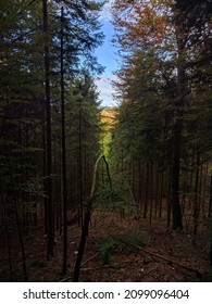 Mid day forest opening towards the sky. Mobile phone photo from the surroundings of Neuschwansteincastle in Bavaria, Germany
