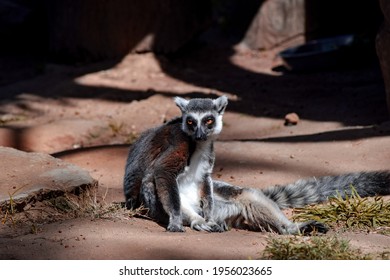 Mid Day Sun Bathing Ringtail Lemur