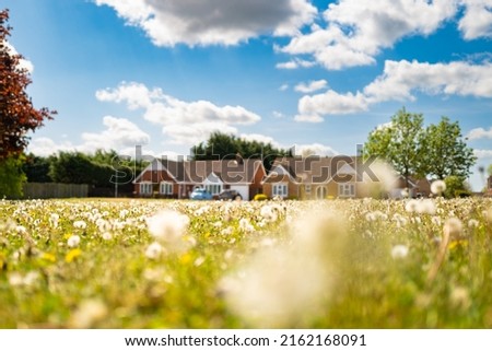 Mid focus view of wild dandelions seen on a village green. The background shows distant bungalows.