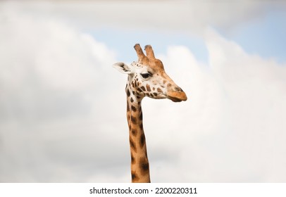 Mid Neck Shot Of A Giraffe Caught In The Moment.