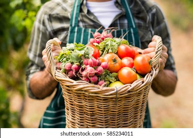 Mid section of farmer holding a basket of vegetables in the vineyard