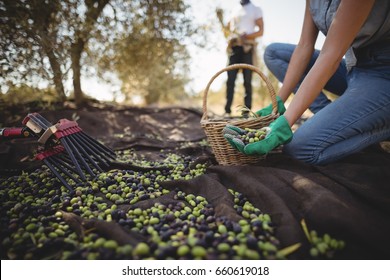 Mid section of woman collecting olives with man in background at farm - Powered by Shutterstock