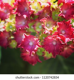 Mid summer flora