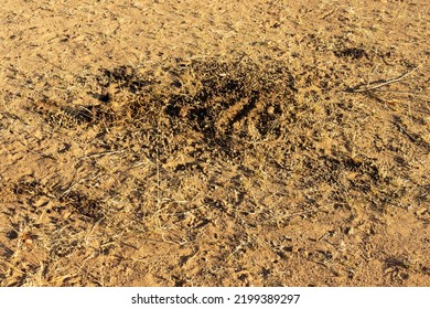 The Midden Is A Central Part Of The Impala's Territorial And Social Behaviour. The Male Marks The Heart Of His Territory And Displays From There. Females Of His Harem Contribute To A Group Identity